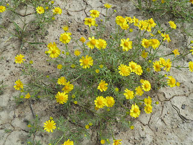 Thymophylla aurea (Manyawn pricklyleaf) #82091