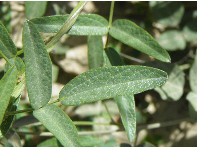 Rhynchosia senna var. texana (Texas snoutbean) #82153