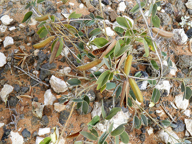 Senna bauhinioides (Twinleaf senna) #82155