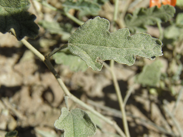 Sphaeralcea hastulata (Spear globemallow) #82161