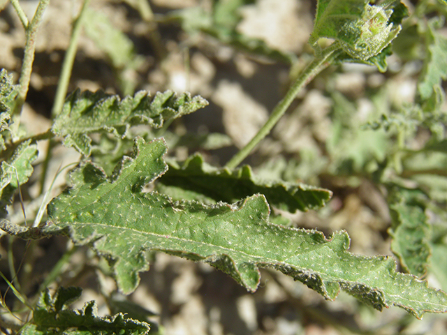 Sphaeralcea hastulata (Spear globemallow) #82162