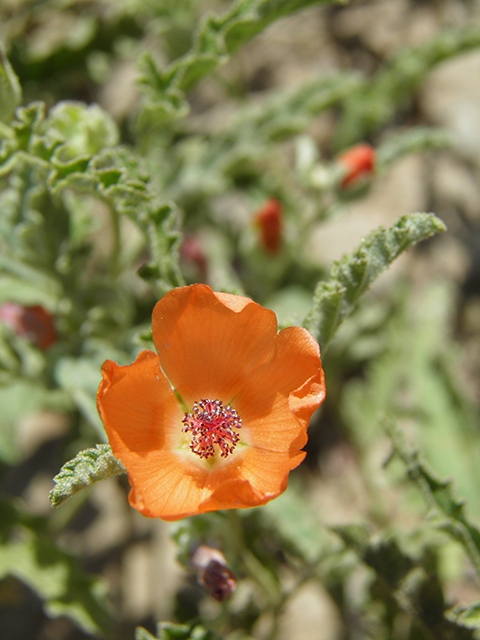 Sphaeralcea hastulata (Spear globemallow) #82163