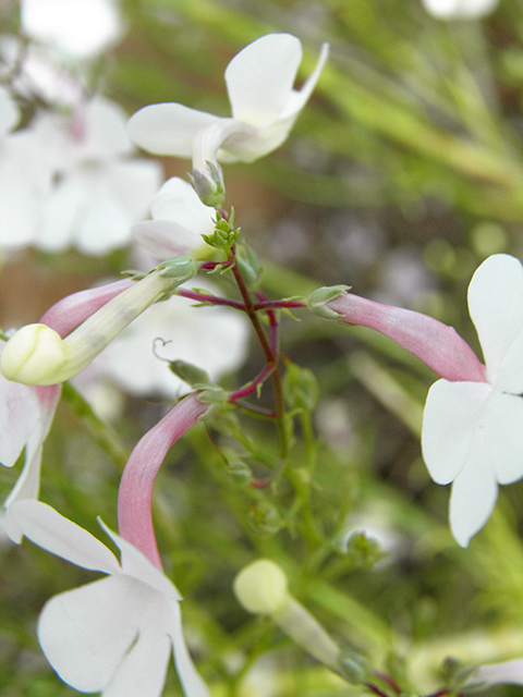 Penstemon ambiguus (Pink plains penstemon) #82169