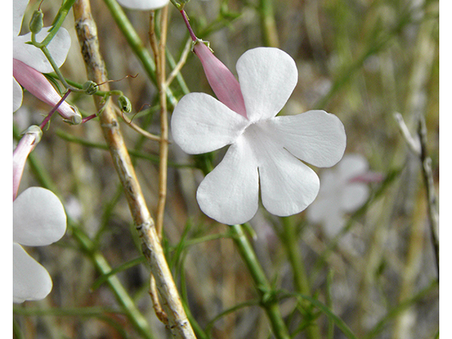 Penstemon ambiguus (Pink plains penstemon) #82170