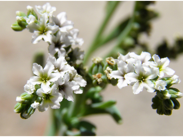 Heliotropium curassavicum (Salt heliotrope) #82230