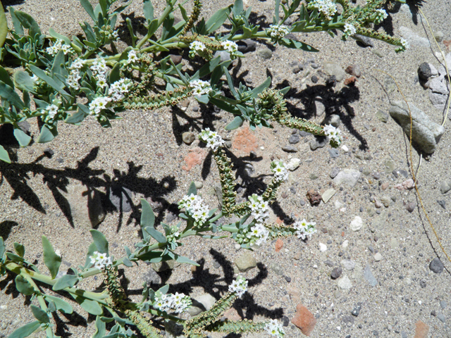 Heliotropium curassavicum (Salt heliotrope) #82239