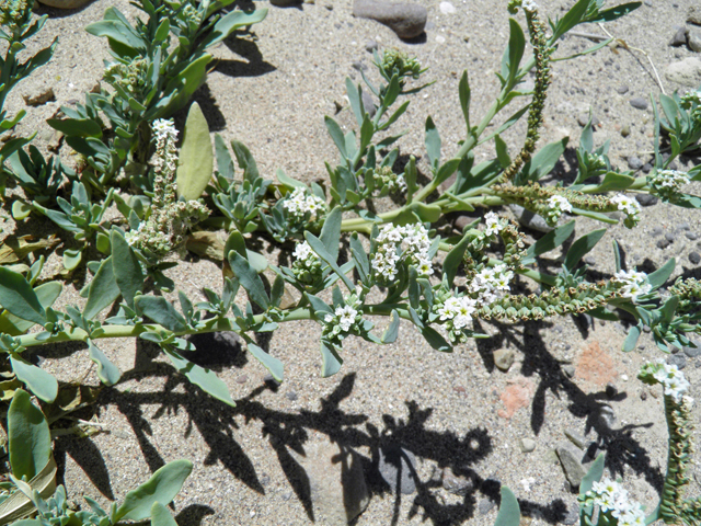 Heliotropium curassavicum (Salt heliotrope) #82240