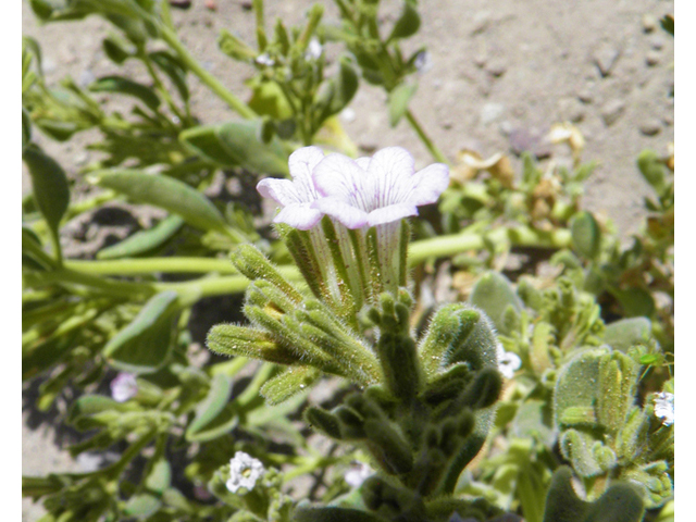 Nama havardii (Havard's fiddleleaf) #82246