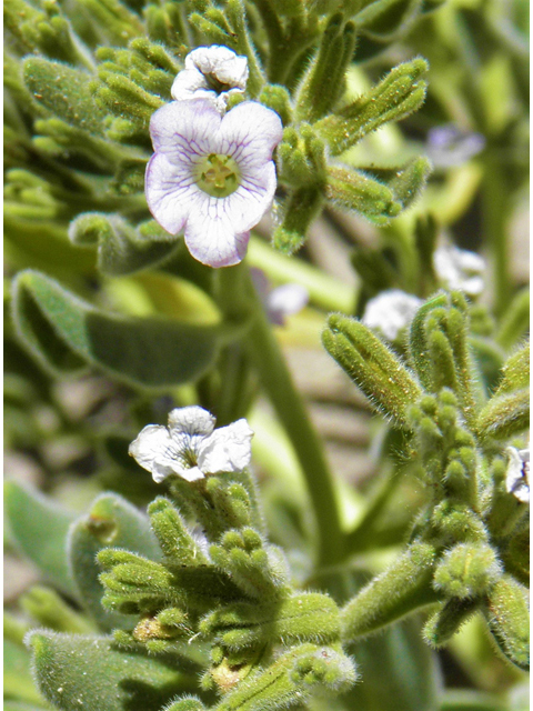 Nama havardii (Havard's fiddleleaf) #82248