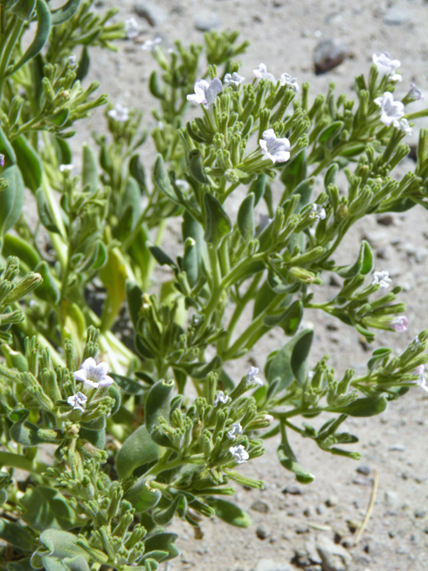 Nama havardii (Havard's fiddleleaf) #82251