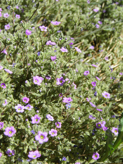 Nama hispidum (Sand bells) #82257