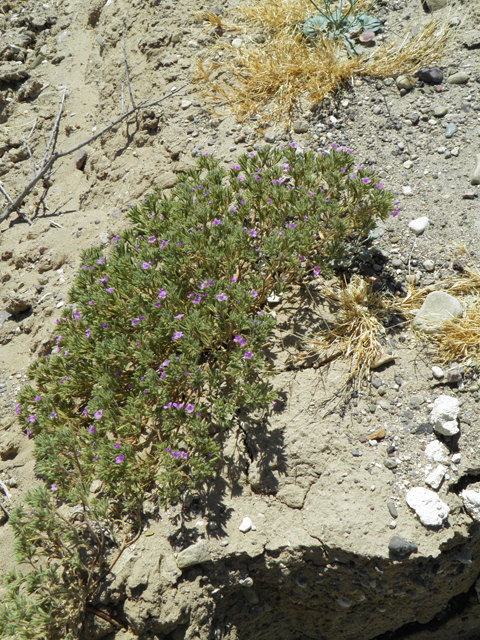 Nama hispidum (Sand bells) #82260