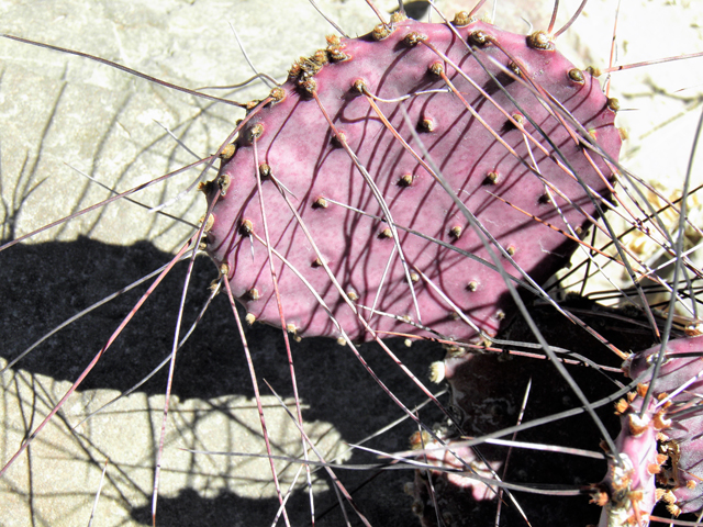 Opuntia macrocentra (Purple pricklypear) #82324