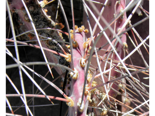 Opuntia macrocentra (Purple pricklypear) #82326