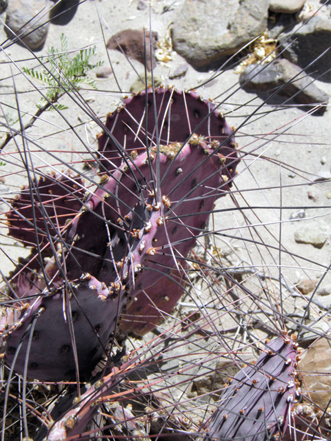 Opuntia macrocentra (Purple pricklypear) #82327