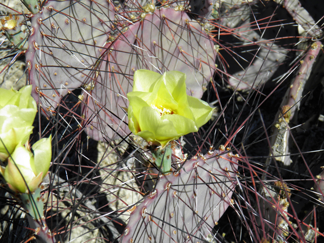 Opuntia macrocentra (Purple pricklypear) #82331