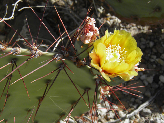 Opuntia phaeacantha (Tulip prickly pear) #82335