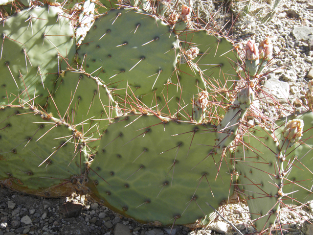 Opuntia phaeacantha (Tulip prickly pear) #82336