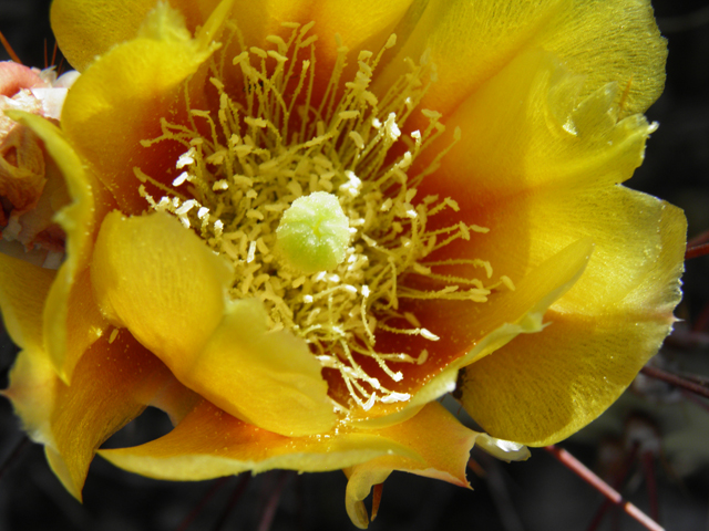 Opuntia phaeacantha (Tulip prickly pear) #82337