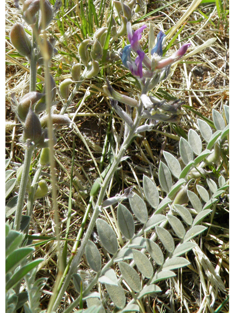 Astragalus mollissimus var. bigelovii (Woolly locoweed) #82354