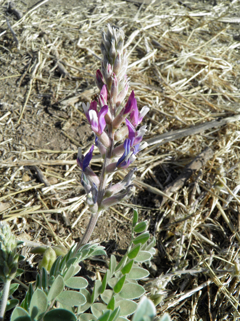 Astragalus mollissimus var. bigelovii (Woolly locoweed) #82356