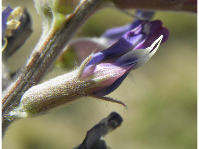 Astragalus mollissimus var. bigelovii (Woolly locoweed) #82357