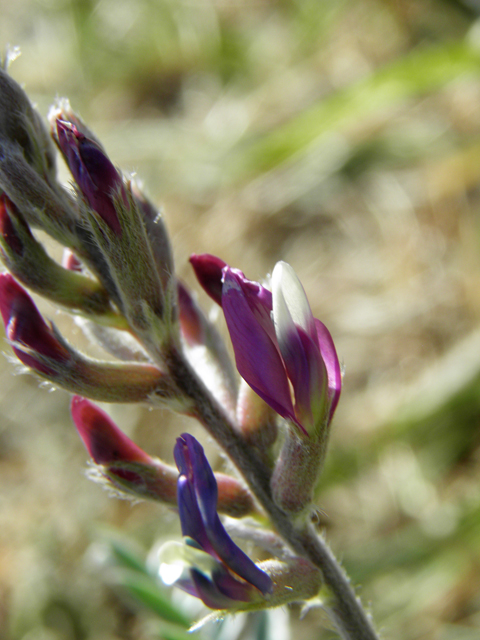 Astragalus mollissimus var. bigelovii (Woolly locoweed) #82368