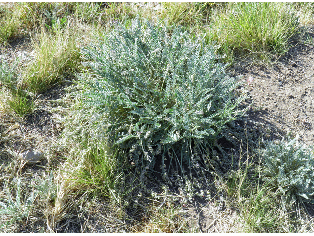 Astragalus mollissimus var. bigelovii (Woolly locoweed) #82369