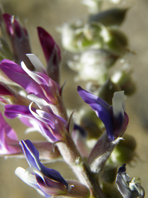 Astragalus mollissimus var. bigelovii (Woolly locoweed) #82373