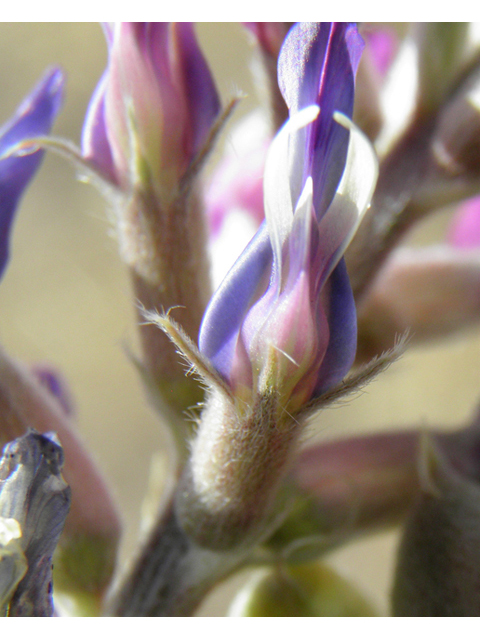 Astragalus mollissimus var. bigelovii (Woolly locoweed) #82375