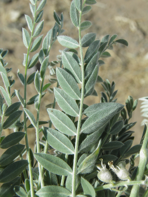 Astragalus mollissimus var. bigelovii (Woolly locoweed) #82376