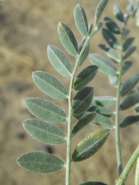 Astragalus mollissimus var. bigelovii (Woolly locoweed) #82377