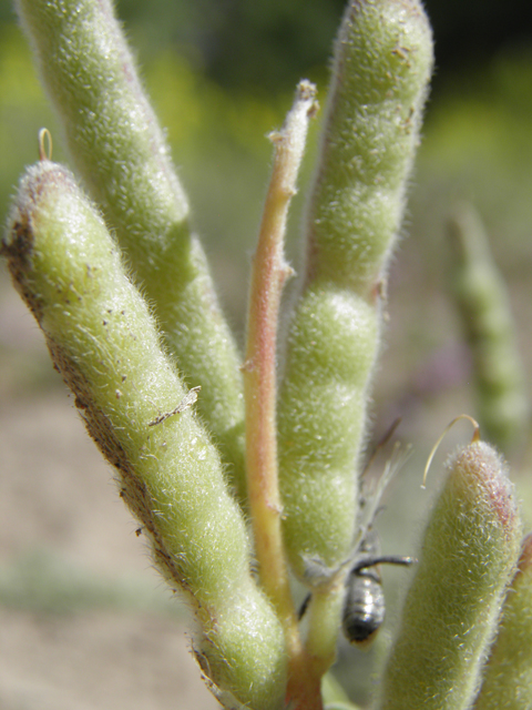 Lupinus havardii (Big bend bluebonnet) #82385