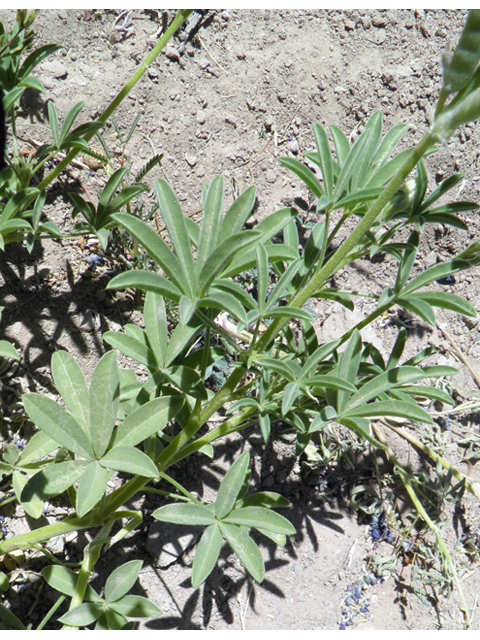 Lupinus havardii (Big bend bluebonnet) #82388