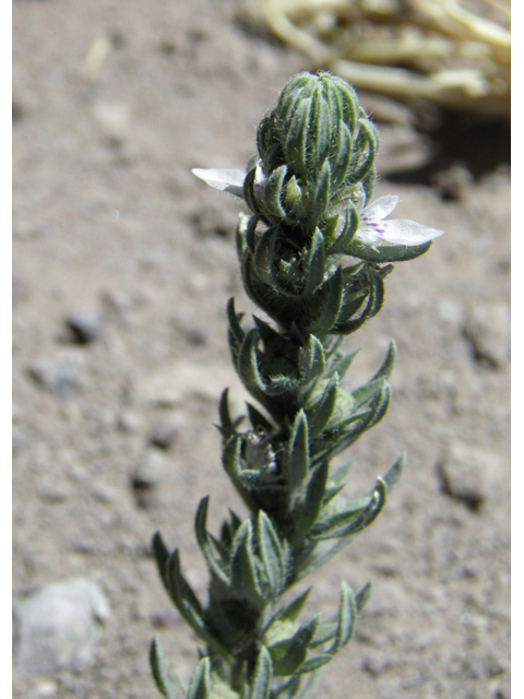 Teucrium cubense (Small coastal germander) #82423