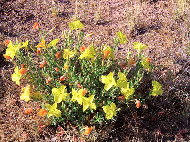 Calylophus hartwegii ssp. pubescens (Hartweg's sundrops) #82432