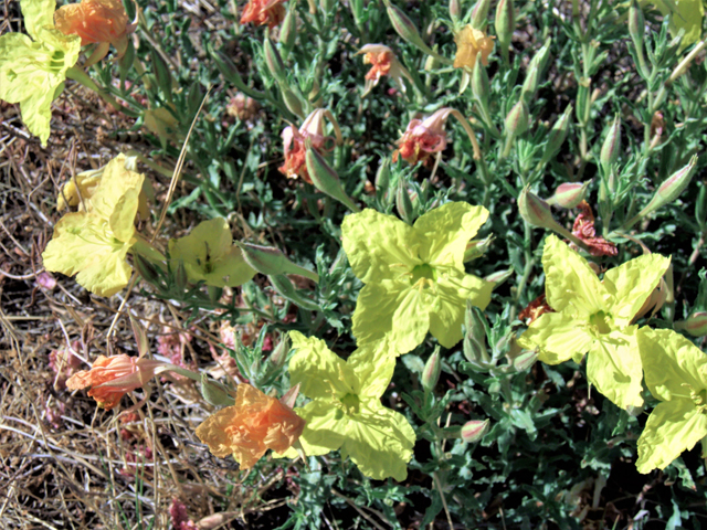 Calylophus hartwegii ssp. pubescens (Hartweg's sundrops) #82433