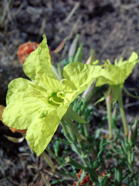 Calylophus hartwegii ssp. pubescens (Hartweg's sundrops) #82434