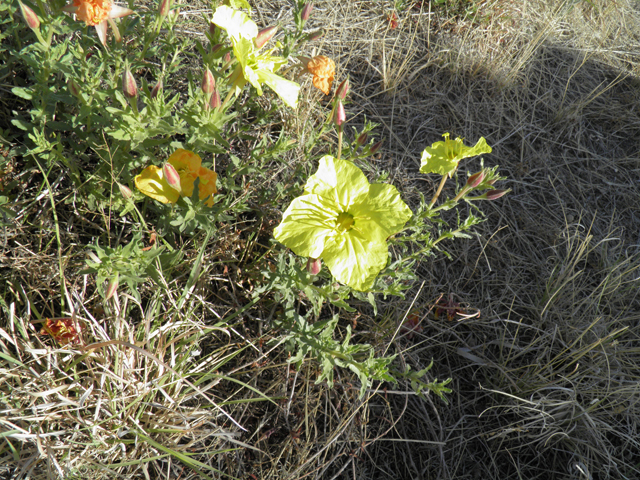 Calylophus hartwegii ssp. pubescens (Hartweg's sundrops) #82435