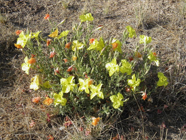 Calylophus hartwegii ssp. pubescens (Hartweg's sundrops) #82437