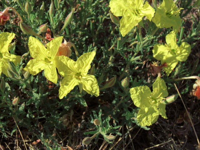 Calylophus hartwegii ssp. pubescens (Hartweg's sundrops) #82438