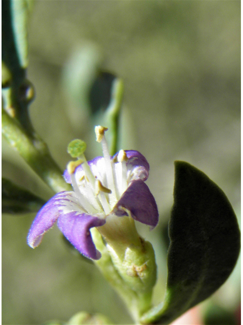 Lycium torreyi (Torrey wolfberry) #82475