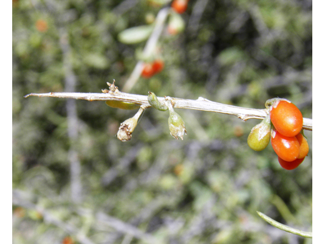 Lycium torreyi (Torrey wolfberry) #82478