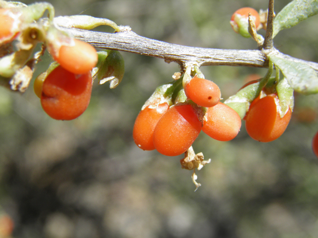 Lycium torreyi (Torrey wolfberry) #82480