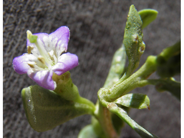 Lycium torreyi (Torrey wolfberry) #82486