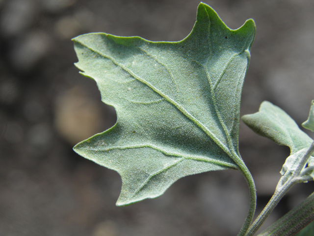 Chenopodium berlandieri (Pitseed goosefoot) #82503