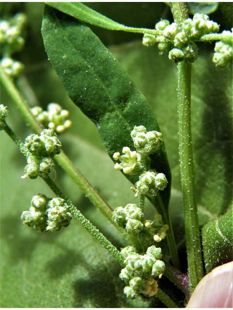 Chenopodium berlandieri (Pitseed goosefoot) #82507