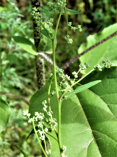 Chenopodium berlandieri (Pitseed goosefoot) #82509