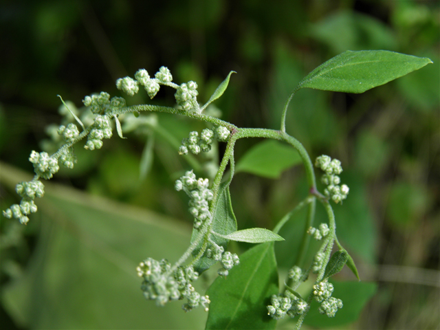 Chenopodium berlandieri (Pitseed goosefoot) #82510