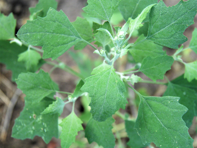 Chenopodium berlandieri (Pitseed goosefoot) #82511